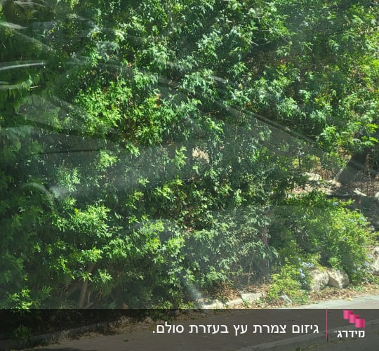 שיחים ירוקים לצד מדרכה